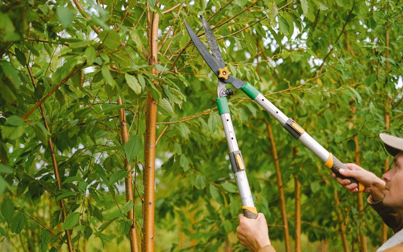 Tree trimming in Tiskilwa, IL