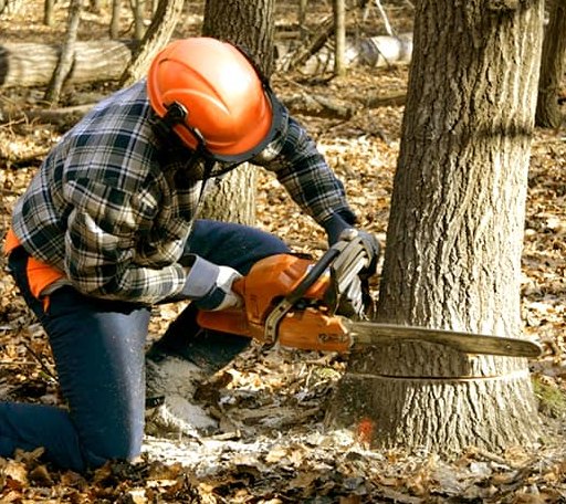 Tree Removal in Tiskilwa, IL